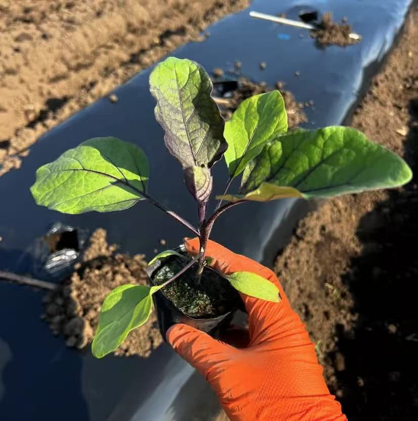 How to control the growth of weeds?