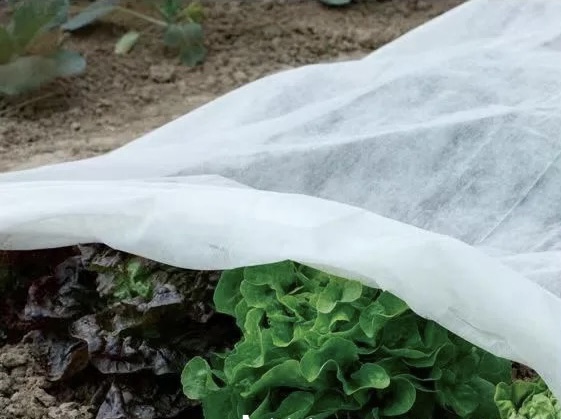 frost protection fabric.jpg frost protection fabric.jpg